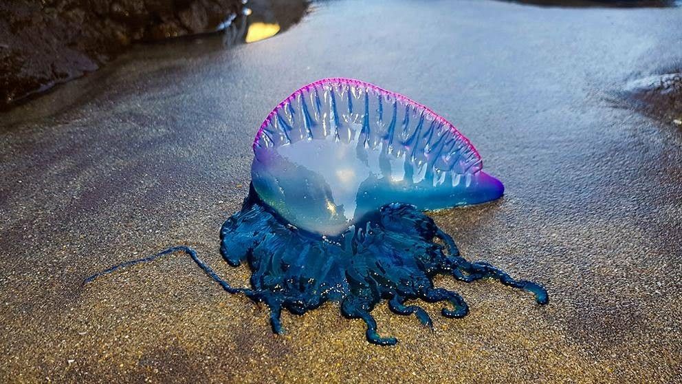 Jellyfish Stings: The Clinical First-Aid Protocol for Red Sea Swimmers